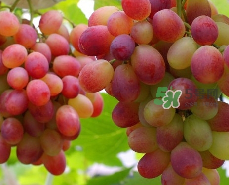 馬陸葡萄多少錢一斤？馬陸葡萄什么時(shí)候上市