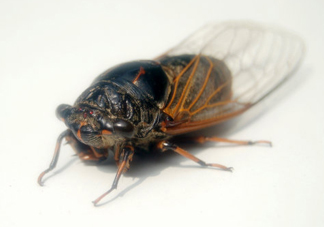 知了猴和知了哪個(gè)更好吃？知了猴和知了的區(qū)別