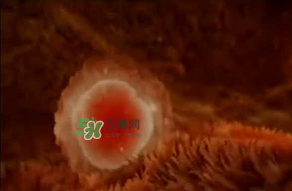 懷孕初期怎么保胎？陰道出血是流產(chǎn)征兆嗎？