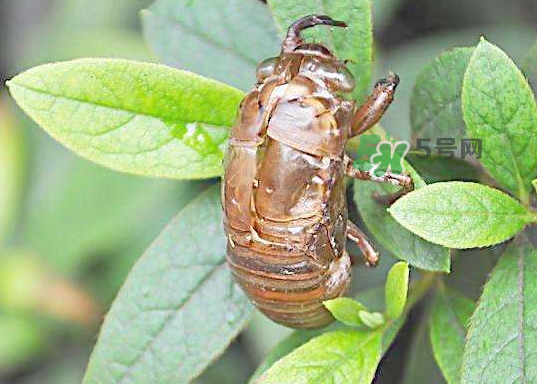 金蟬殼有什么藥用價值？金蟬殼的功效與作用
