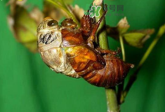 金蟬殼有什么藥用價值？金蟬殼的功效與作用