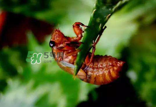 金蟬殼有什么藥用價值？金蟬殼的功效與作用