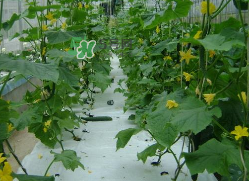 8月份能種黃瓜嗎？八月份能種黃瓜嗎？