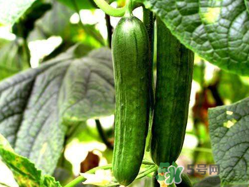 8月份能種黃瓜嗎？八月份能種黃瓜嗎？