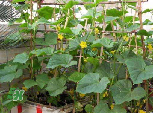 8月份能種黃瓜嗎？八月份能種黃瓜嗎？