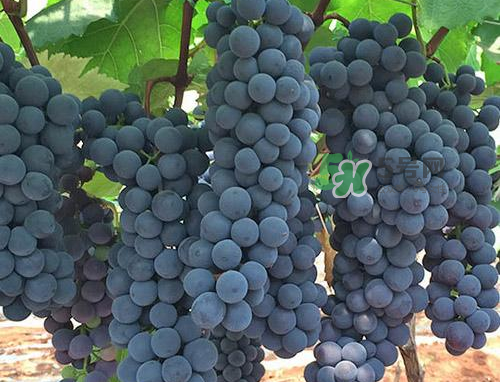 夏黑葡萄有籽嗎？夏黑葡萄好吃嗎？