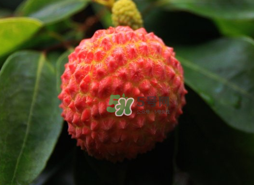 九月份還有荔枝嗎？荔枝幾月份沒有？