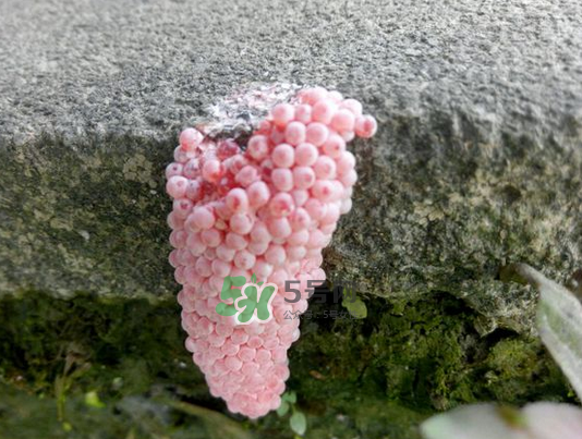 福壽螺卵怎么孵化?福壽螺卵多久孵化? 福壽螺卵怎么孵化?福壽螺卵多久孵化?