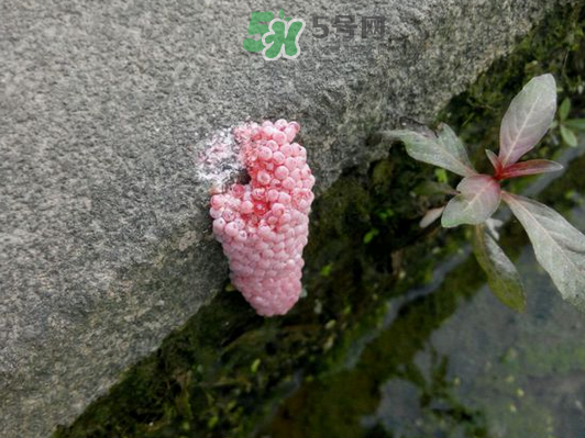 福壽螺卵怎么孵化?福壽螺卵多久孵化? 福壽螺卵怎么孵化?福壽螺卵多久孵化?