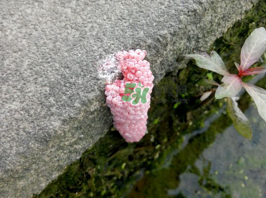 福壽螺卵怎么孵化?福壽螺卵多久孵化? 福壽螺卵怎么孵化?福壽螺卵多久孵化?