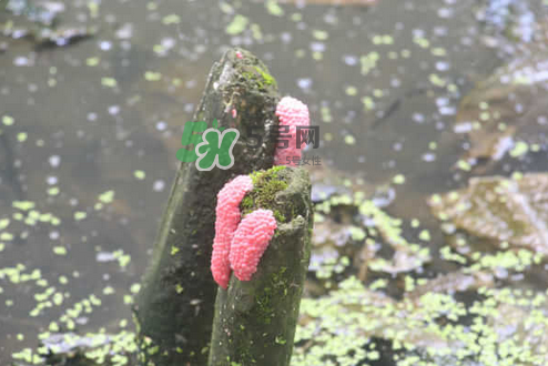 福壽螺卵怎么孵化?福壽螺卵多久孵化? 福壽螺卵怎么孵化?福壽螺卵多久孵化?