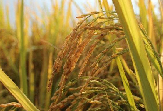 轉基因是什么意思？美國人不吃轉基因專賣中國人