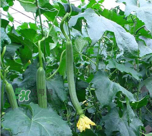 八月份可以種絲瓜嗎？8月份可以種絲瓜嗎？