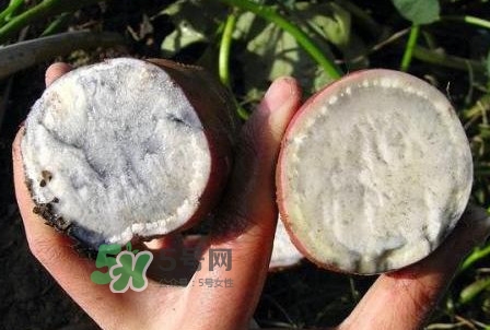 雜交水稻是不是轉(zhuǎn)基因？轉(zhuǎn)基因食品有哪些？