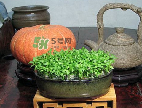 芭樂籽吃了會(huì)便秘嗎？芭樂的籽能種嗎