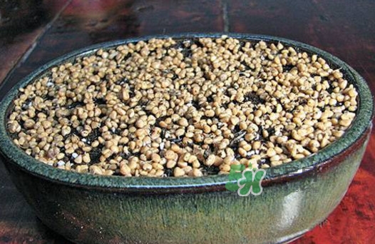 芭樂籽吃了會(huì)便秘嗎？芭樂的籽能種嗎