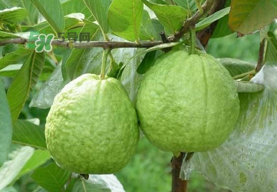 芭樂和番石榴有什么區(qū)別？芭樂和番石榴的區(qū)別