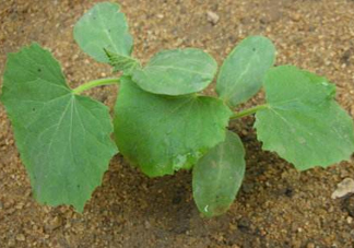 8月份能種黃瓜嗎？八月份能種黃瓜嗎？