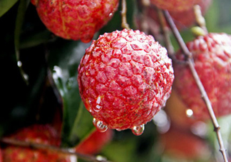 九月份還有荔枝嗎？荔枝幾月份沒(méi)有？