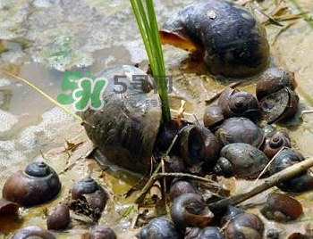 怎么殺死福壽螺寄生蟲？福壽螺寄生蟲怎么去除？