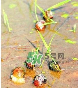 怎么殺死福壽螺寄生蟲？福壽螺寄生蟲怎么去除？