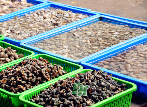 花蛤可以淡水養(yǎng)幾天？花蛤可以養(yǎng)幾天？