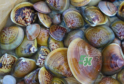 花蛤可以淡水養(yǎng)幾天？花蛤可以養(yǎng)幾天？