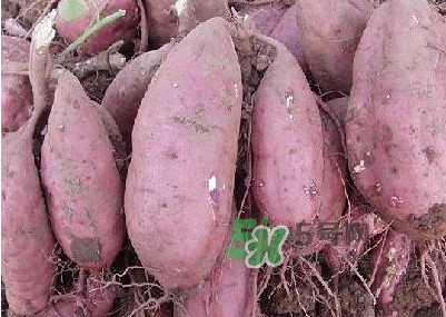 紅薯有什么營(yíng)養(yǎng)價(jià)值？紅薯有轉(zhuǎn)基因的嗎