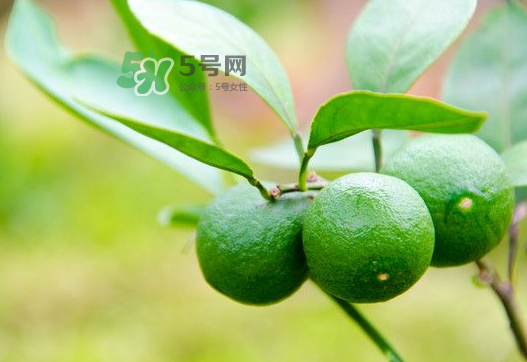 八月份可以吃橘子嗎？八月份的橘子能吃嗎？