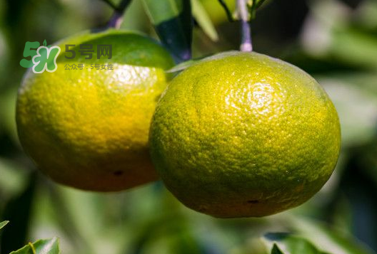 八月份可以吃橘子嗎？八月份的橘子能吃嗎？