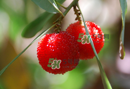 八月份還有楊梅嗎？楊梅幾月份結(jié)束？