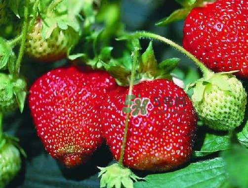 八月份還有草莓嗎？8月份還有草莓嗎？