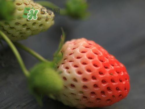 八月份還有草莓嗎？8月份還有草莓嗎？