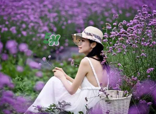 八月份還有薰衣草嗎？8月份還有薰衣草嗎？