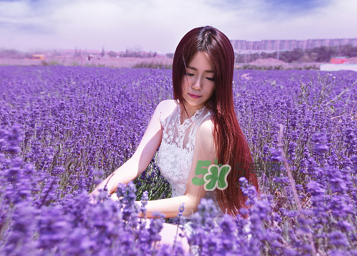 八月份還有薰衣草嗎？8月份還有薰衣草嗎？