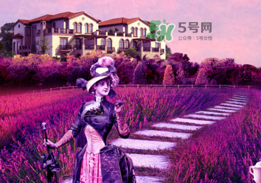 八月份還有薰衣草嗎？8月份還有薰衣草嗎？