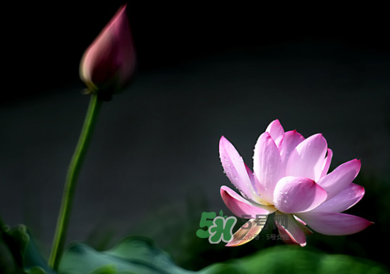 八月份還有荷花嗎？8月份還有荷花嗎？