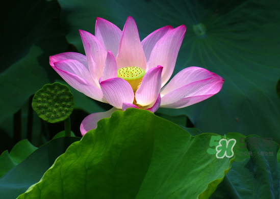 八月份還有荷花嗎？8月份還有荷花嗎？