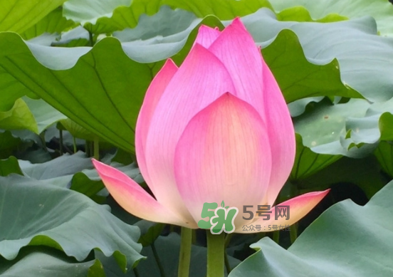 八月份還有荷花嗎？8月份還有荷花嗎？