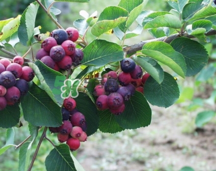 鈣果什么味道？鈣果好吃嗎？