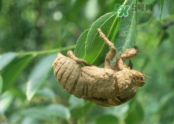 知了殼哪里收購？哪里有收知了殼的？