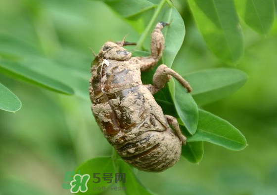 知了殼哪里收購？哪里有收知了殼的？