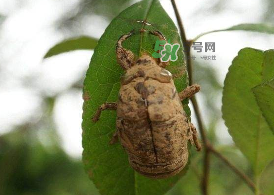 知了殼哪里收購？哪里有收知了殼的？