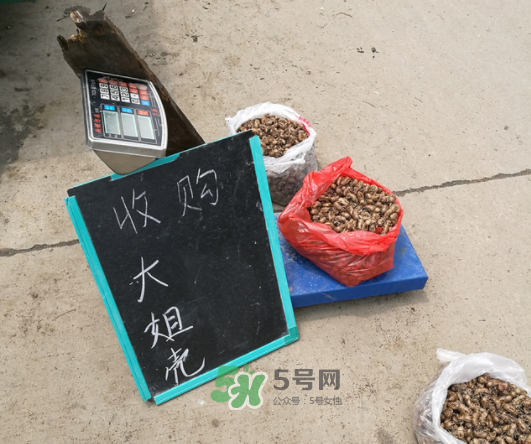 知了殼收什么價？知了殼收購價格