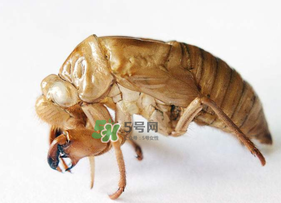 蟬殼多少錢一斤？蟬殼多少錢一斤2017？