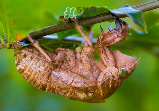 蟬殼多少錢一斤？蟬殼多少錢一斤2017？