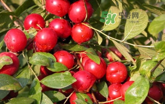 鈣果怎么吃？鈣果食用方法