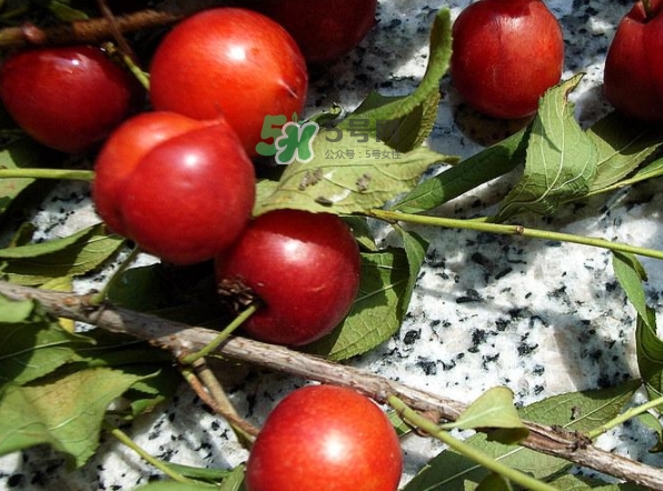 鈣果怎么吃？鈣果食用方法