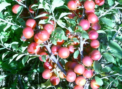 鈣果怎么吃？鈣果食用方法