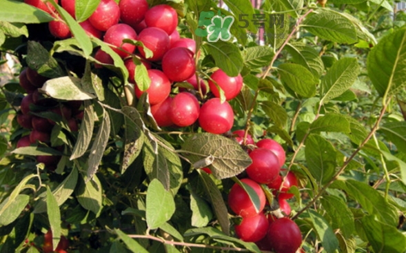 鈣果孕婦可以吃嗎？懷孕可以吃歐李嗎？